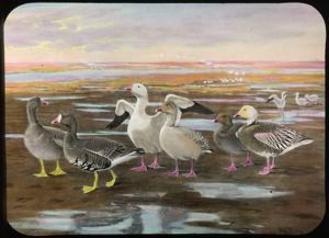 Image: Greater Snow Goose, White-Fronted Goose, Blue Goose